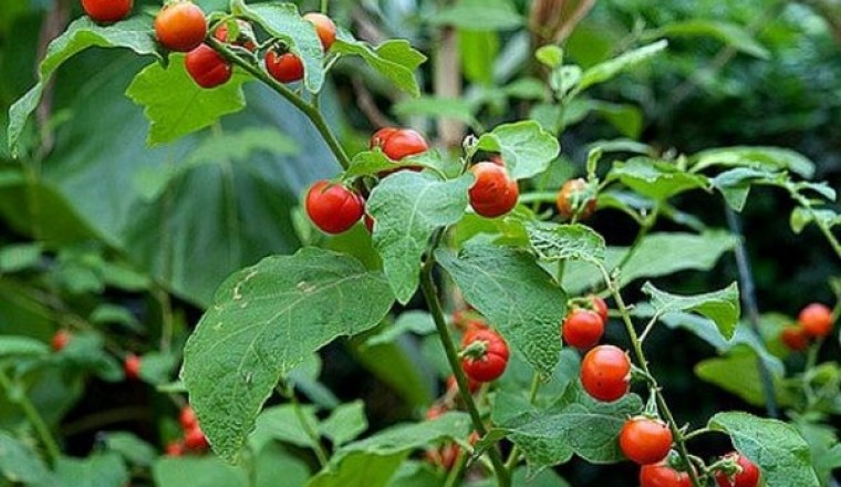 Cây cà leo gai - vị thuốc trị bệnh gan trong Đông y