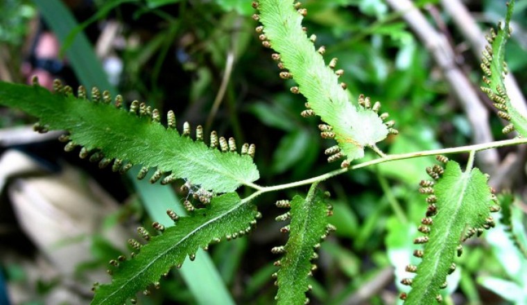 Cây Bòng bong, Thòng bong, Cây leo cỏ đuôi chồn, Hải kim sa, Hải trung kim - Lygodium flexuosum (Linnaeus) Swartz