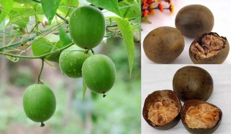 La hán quả - vị thảo mộc giải khát mùa hè đầy dinh dưỡng