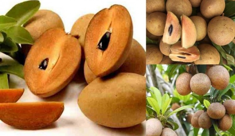 6 công dụng của quả hồng xiêm có thể bạn chưa biết