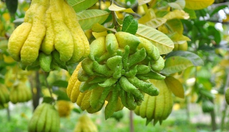 Quả phật thủ - vị thuốc Đông y mang lại nhiều lợi ích cho sức khỏe