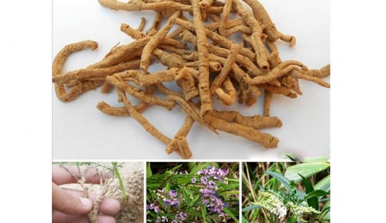 Bài thuốc đông y hay chữa mất ngủ