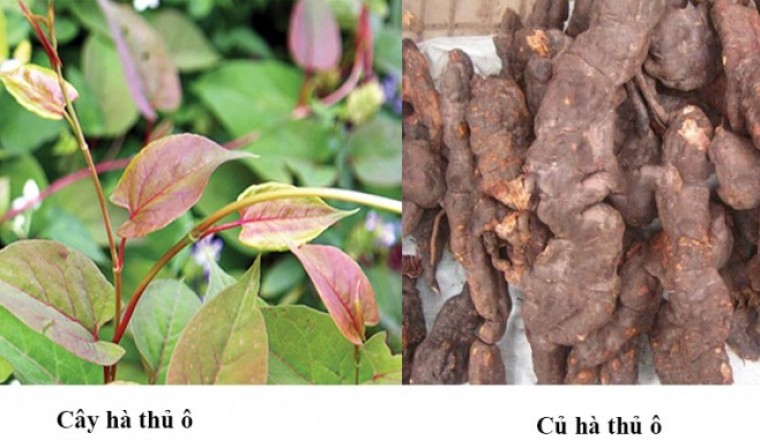 Hà thủ ô đỏ - đen tóc, đẹp da, tốt cho sức khỏe