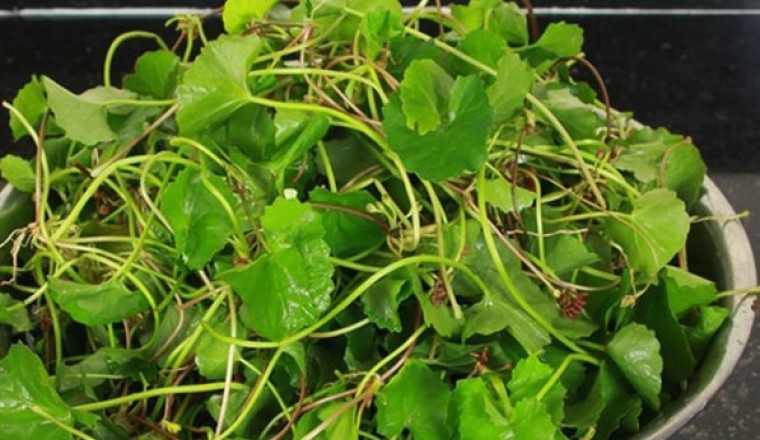 Rau má - loài 'rau dại' mang lại nhiều lợi ích thần kỳ cho sức khỏe