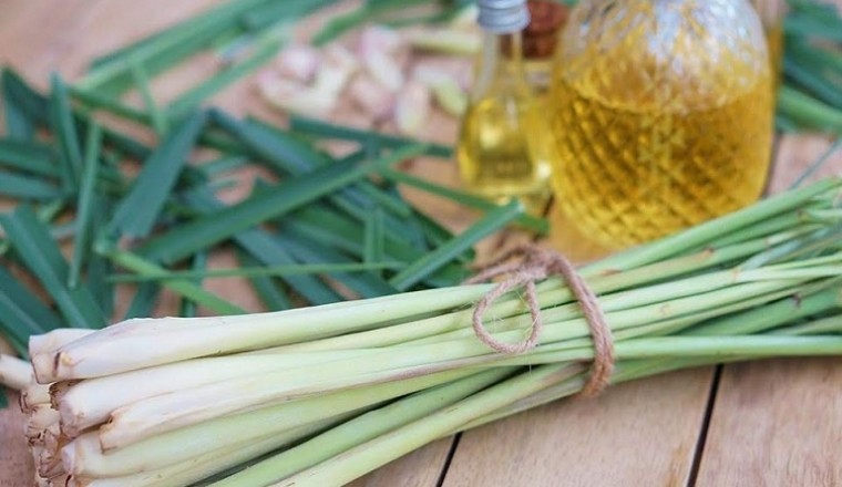 Khám phá top 7 tác dụng của cây sả đối với làn da, mái tóc và sức khỏe