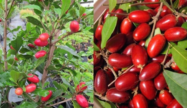 Thực hư về loại quả thần kỳ biến mọi vị thành vị ngọt?