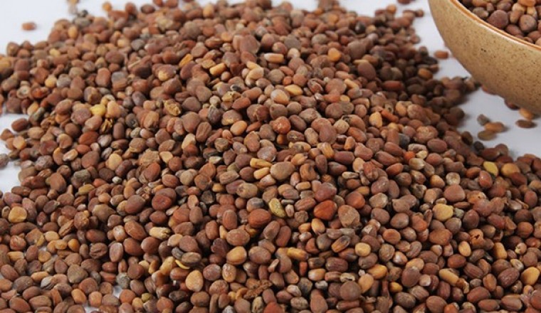 Hạt cải củ - Vị thuốc hay