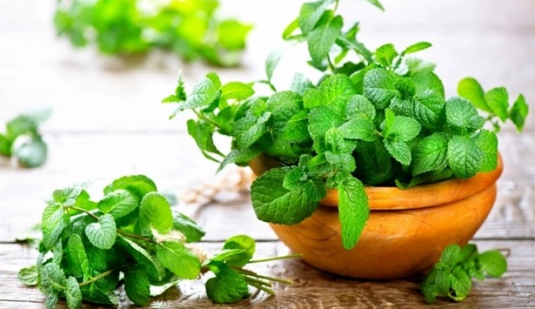 Rau húng - thần dược cho sức khỏe mà ít ai ngờ tới