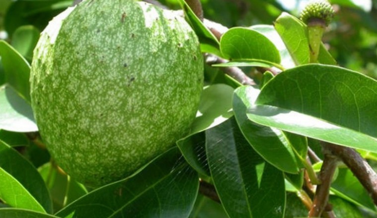 Thuốc nam, thuốc bắc có trị khỏi ung thư?