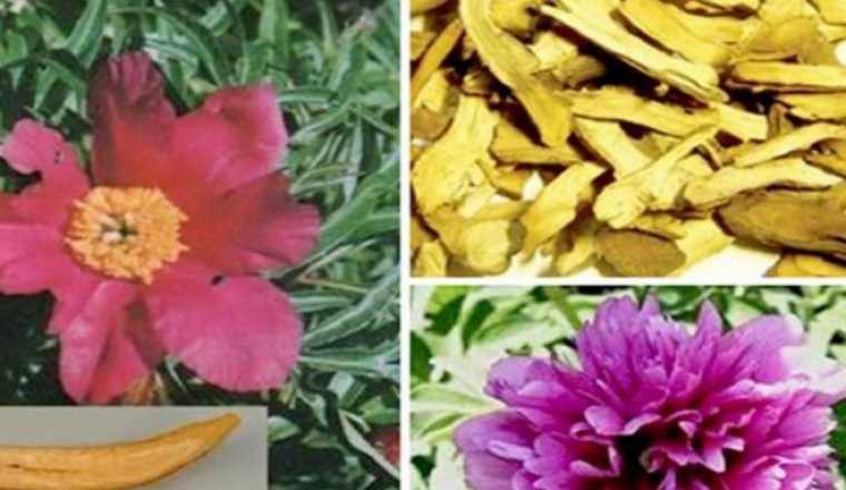 Bài thuốc Đông y điều trị chứng viêm mũi, khô mũi