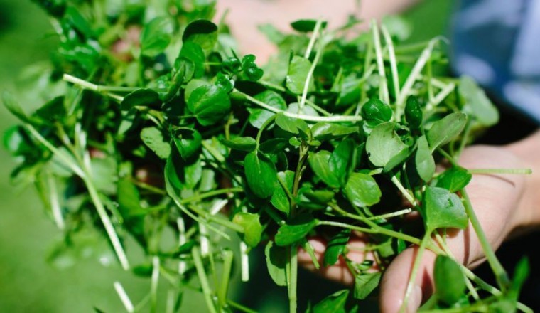 Rau cải xoong mang lại những lợi ích gì cho sức khỏe?