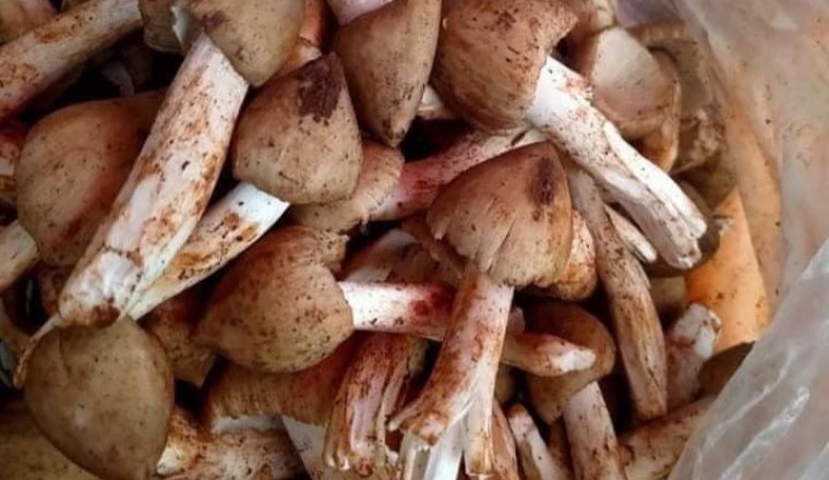 Nấm mối đầu mùa người dân thu hoạch bán cả triệu đồng 1kg
