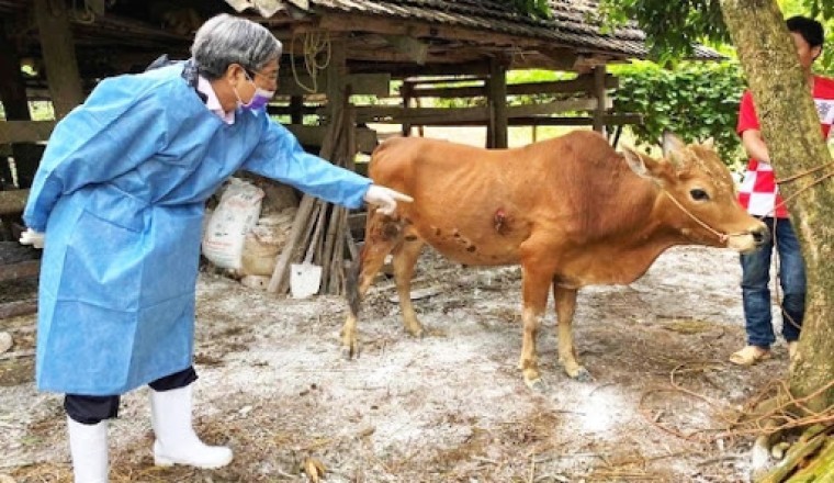 Tiêu hủy 25 tấn trâu, bò mắc bệnh viêm da nổi cục