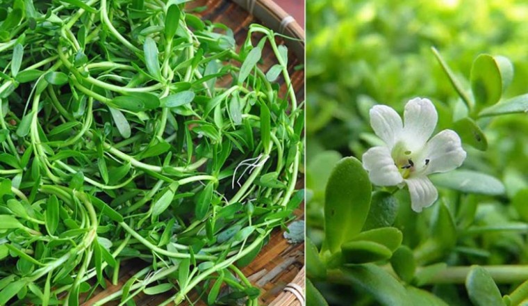 Rau đắng - Vị thuốc phòng và trị nhiều bệnh