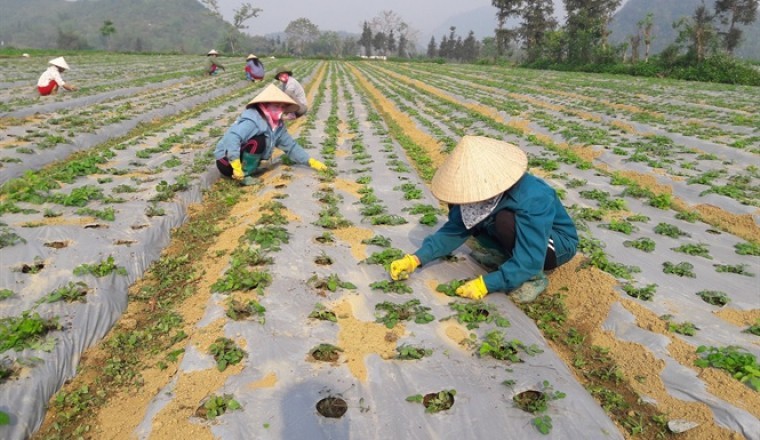 Đến 2025, thuốc sản xuất trong nước đạt 75% số lượng sử dụng Cơ hội cực lớn cho người trồng Dược Liệu