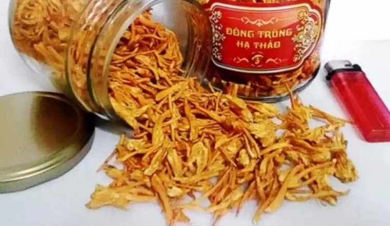 Cảnh giác đông trùng hạ thảo giá rẻ thực chất là nhộng trùng thảo chỉ có tác dụng như nấm ăn