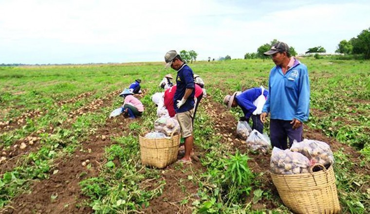 Sắn rớt giá, nông dân thua lỗ nặng
