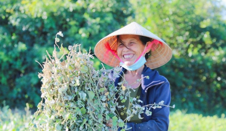 Nông dân 'đội nắng' thu hoạch cây dược liệu ở Hà Tĩnh