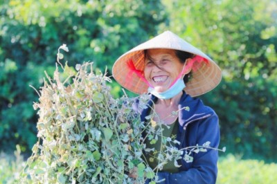 Nông dân 'đội nắng' thu hoạch cây dược liệu ở Hà Tĩnh