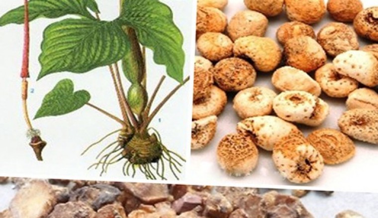 Bán Hạ cây thuốc trị bệnh mất ngủ, viêm họng mạn tính, hen suyễn, ho và nôn mửa khi có thai
