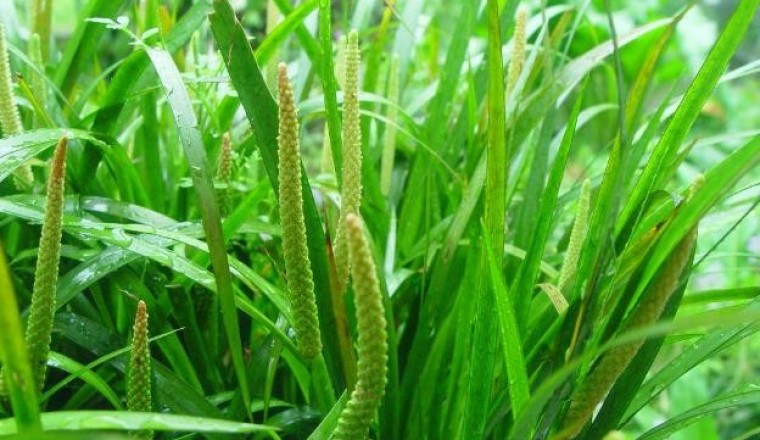 Bài thuốc đông y trị bệnh động kinh