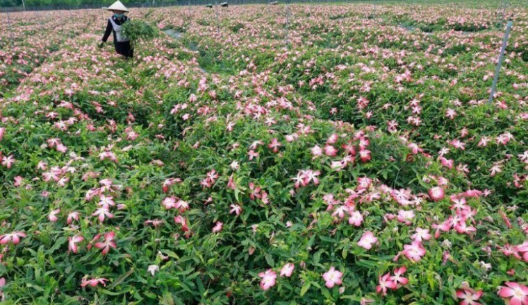 Cánh đồng sâm Bố Chính tiền tỷ ở Sơn Tây