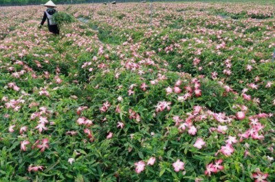 Cánh đồng sâm Bố Chính tiền tỷ ở Sơn Tây