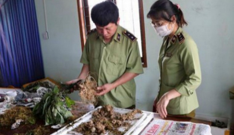 Sâm Ngọc Linh bị làm giả từ giống đến củ