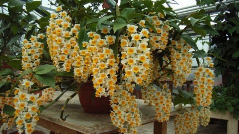 Phát hiện hợp chất điều trị ung thư trong phong lan