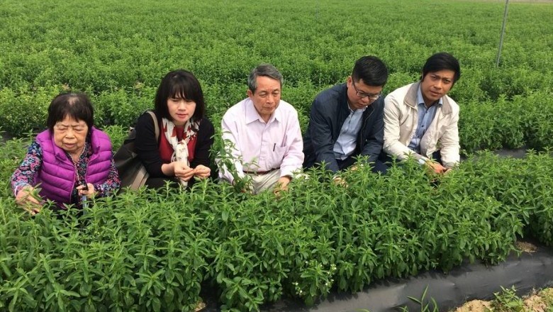 Giáo sư 'khai sinh' cây cỏ ngọt ở Việt Nam