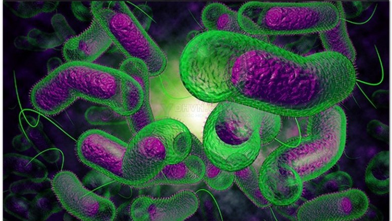 Nhiễm vi khuẩn Vibrio parahaemolyticus là gì?