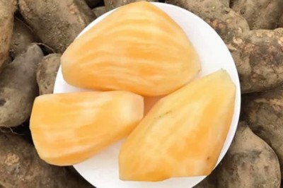 Củ sâm đất rất ngon, rất bổ, rất rẻ nhưng nhiều người lại không được phép ăn