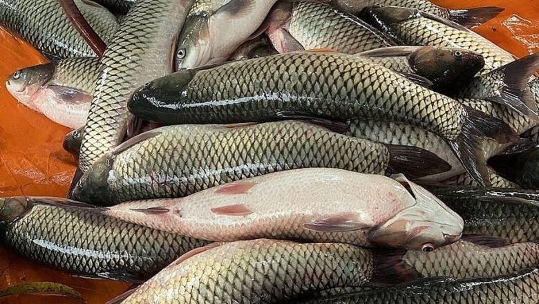 Nuôi cá bằng chế phẩm đất hiếm