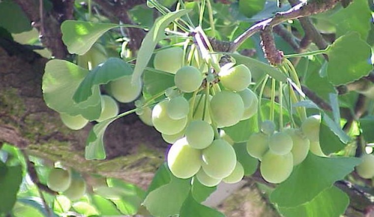 Bạch quả - Vị thuốc quý