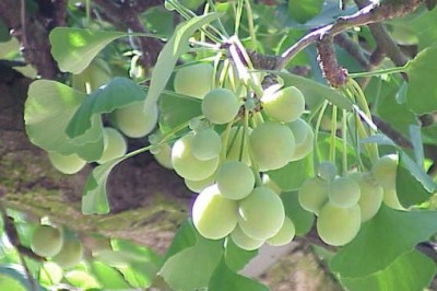 Bạch quả - Vị thuốc quý