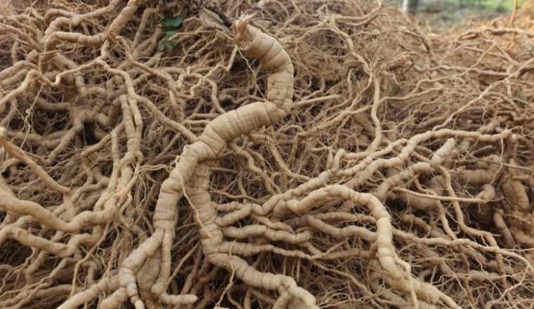 Ba kích - Vị thuốc bổ thận tráng dương