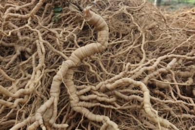 Ba kích - Vị thuốc bổ thận tráng dương