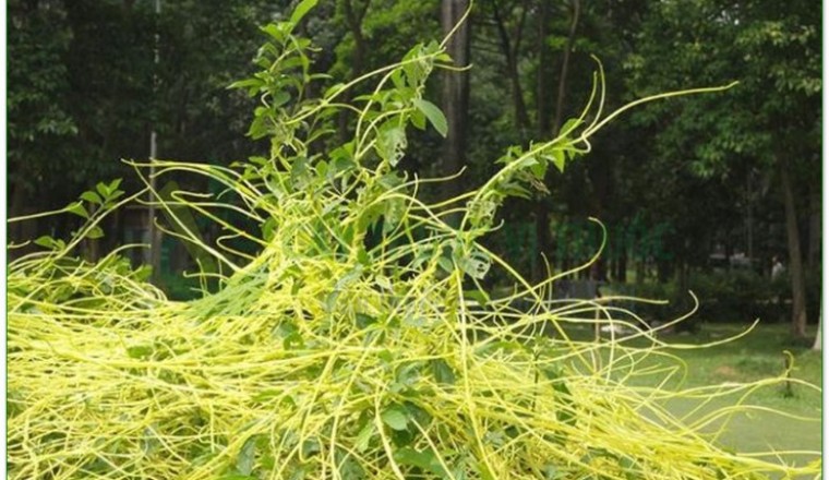 Phòng trị sỏi tiết niệu bằng y học cổ truyền