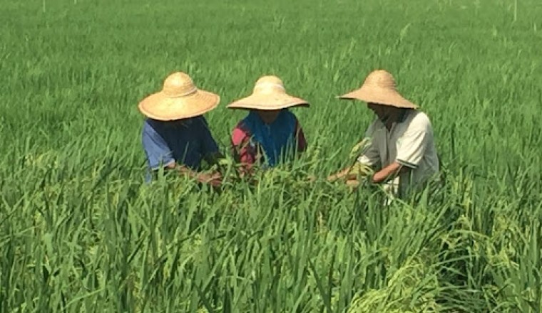 Malaysia phát triển giống lúa mới bằng công nghệ hạt nhân