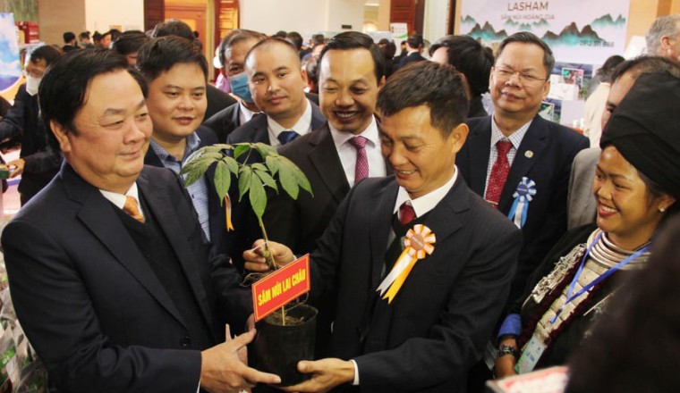 Loài sâm chỉ tìm thấy ở Lai Châu quý như thế nào mà doanh nghiệp xứ sâm Hàn Quốc cũng muốn có?