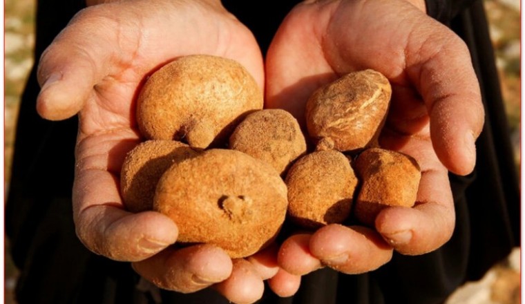 Loại nấm truffle mọc trên sa mạc ở Trung Đông