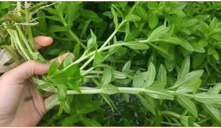 Cây rau ngổ, gọi là rau ngổ thơm, ngổ trâu, cúc nước - Enydra fluctuans lour