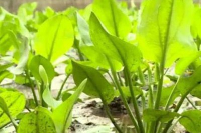 Bài thuốc chữa bệnh từ cây trạch tả