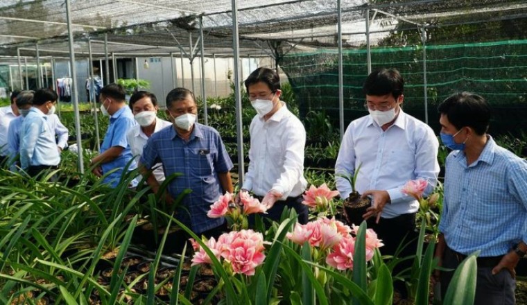 Trồng lan huệ cánh kép thu nhập trăm triệu đồng
