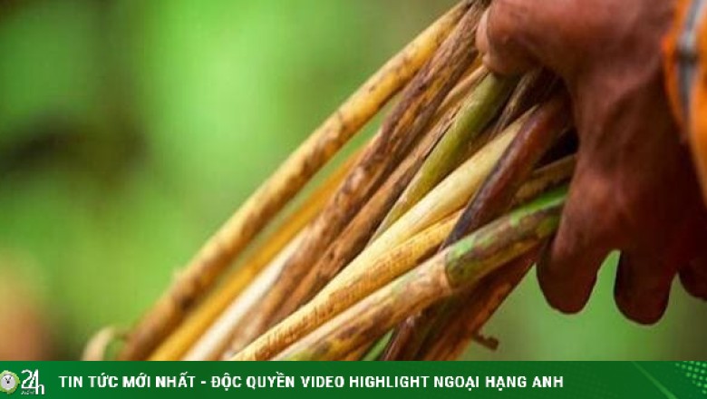 Thứ cây từng mọc hoang đầy bờ bụi Việt Nam nay làm thành đồ có giá nghìn đô ở nhiều nước