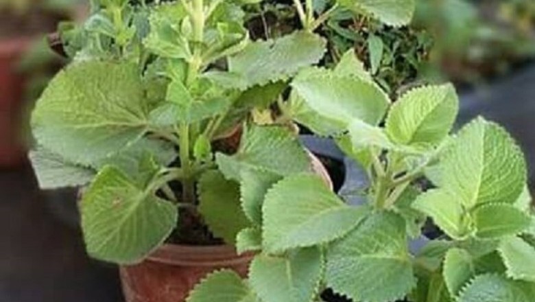 Tác dụng của cây Húng Chanh