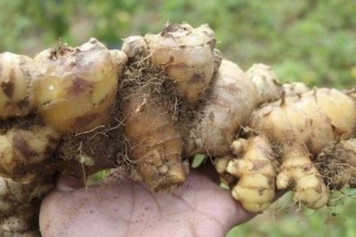 Sở Công Thương Nghệ An kêu gọi hỗ trợ tiêu thụ 5.000 tấn gừng