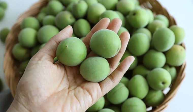 Mơ má đào, mơ bồ hóng, mơ lông loại quả cực kỳ quen thuộc nhưng có tác dụng với sức khỏe và làm đẹp không thể bỏ qua