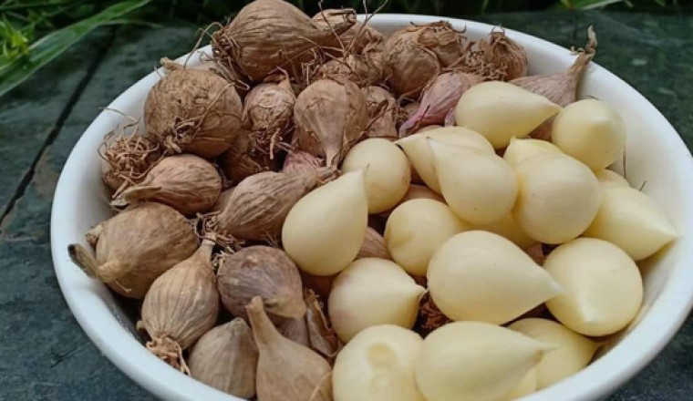 Tỏi cô đơn Sơn La đắt khách