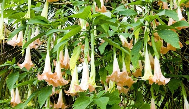 Nhiều người bị ngộ độc do ăn phải cây hoa chuông sự nhầm lẫn này cực kỳ nguy hiểm